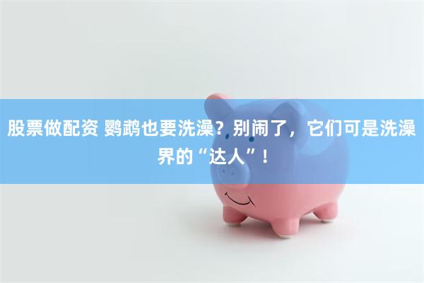 股票做配资 鹦鹉也要洗澡？别闹了，它们可是洗澡界的“达人”！